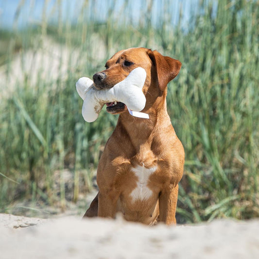 Hundespielzeug Knochen mit Quietschfunktion - HalloGeschenk.de #geschenkideen# #personalisiert# #geschenk#
