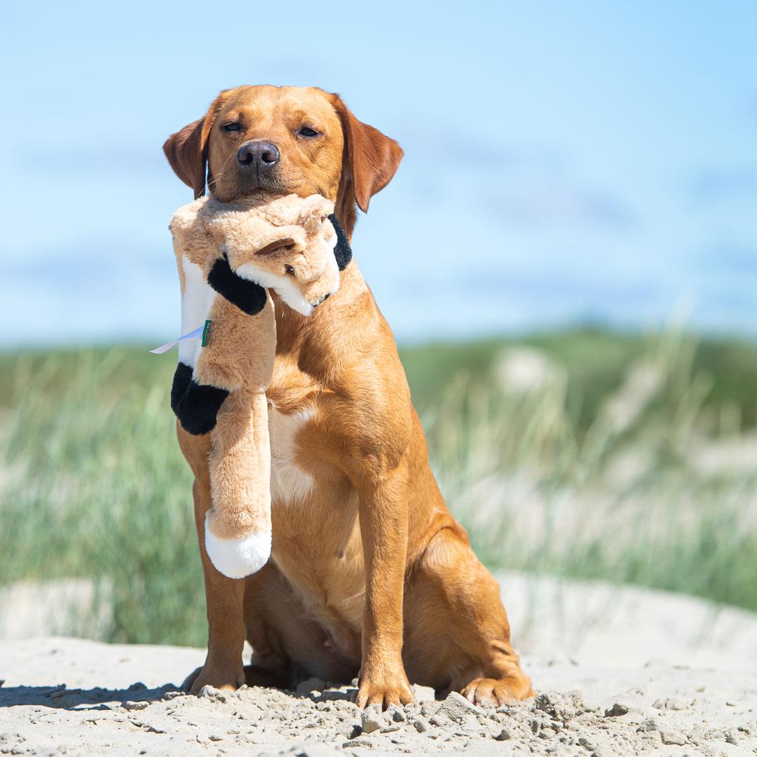 Hundespielzeug Recycel Fuchs • Hund - HalloGeschenk.de