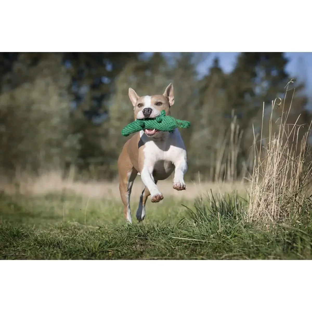 Kalli Krokodil - Kult-Spielzeug für Hunde