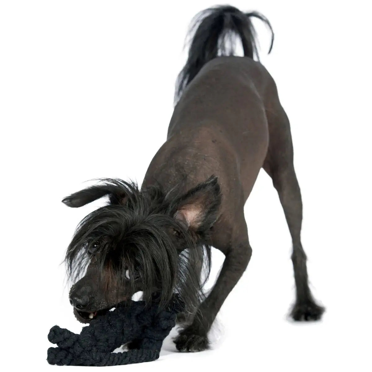 Kater Casanova - Kult-Spielzeug für Hunde