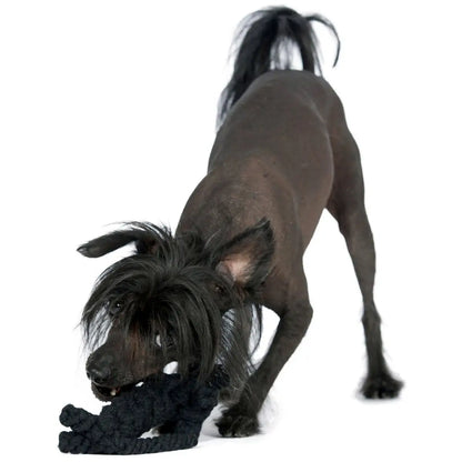 Kater Casanova - Kult-Spielzeug für Hunde