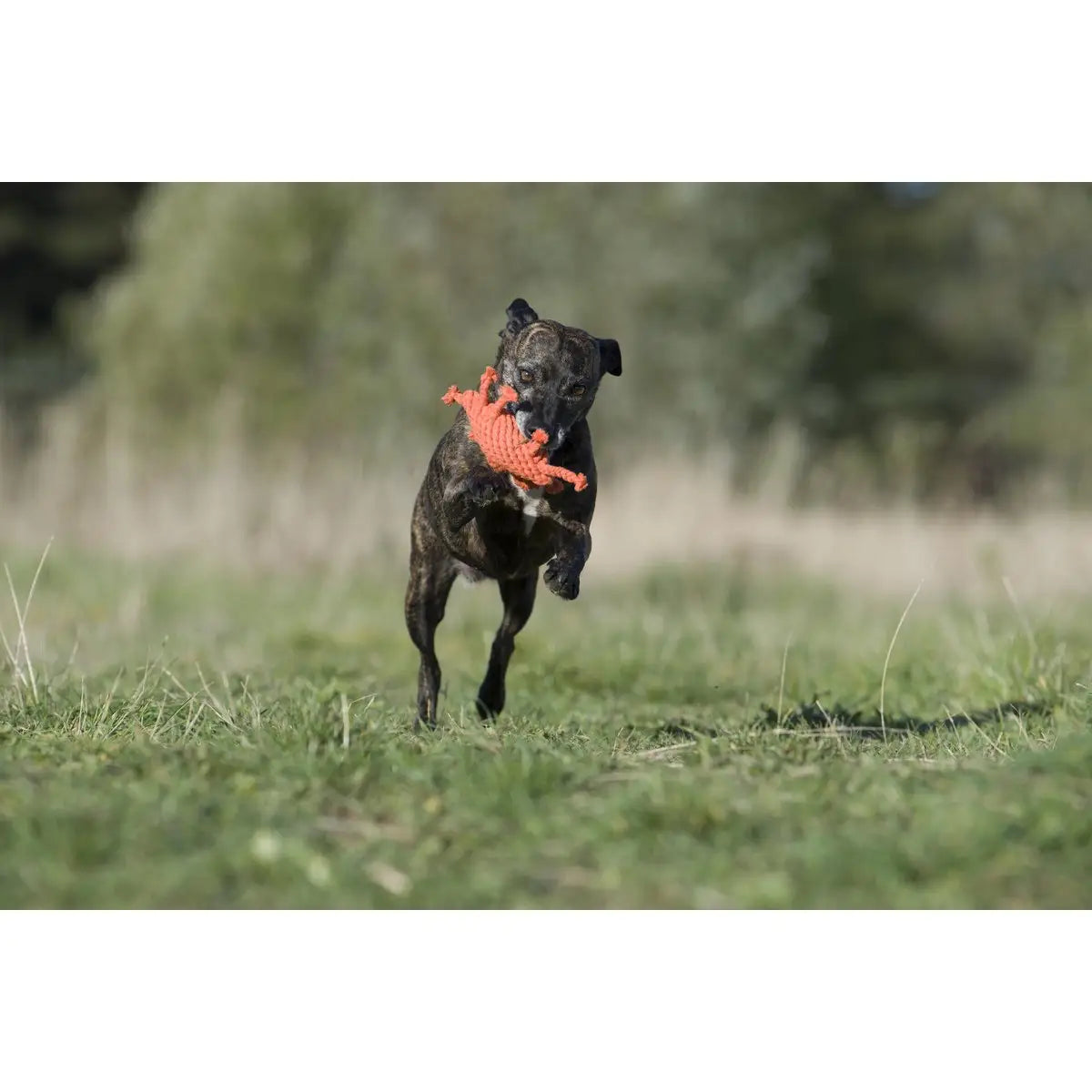 Kristof Krabbe - Kult-Spielzeug für Hunde