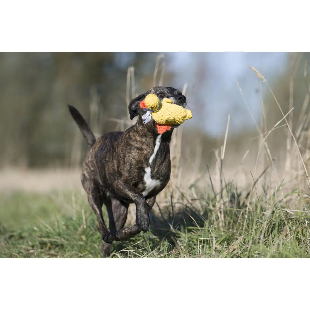 LABONI Farm - Spielzeug-Set für Hunde