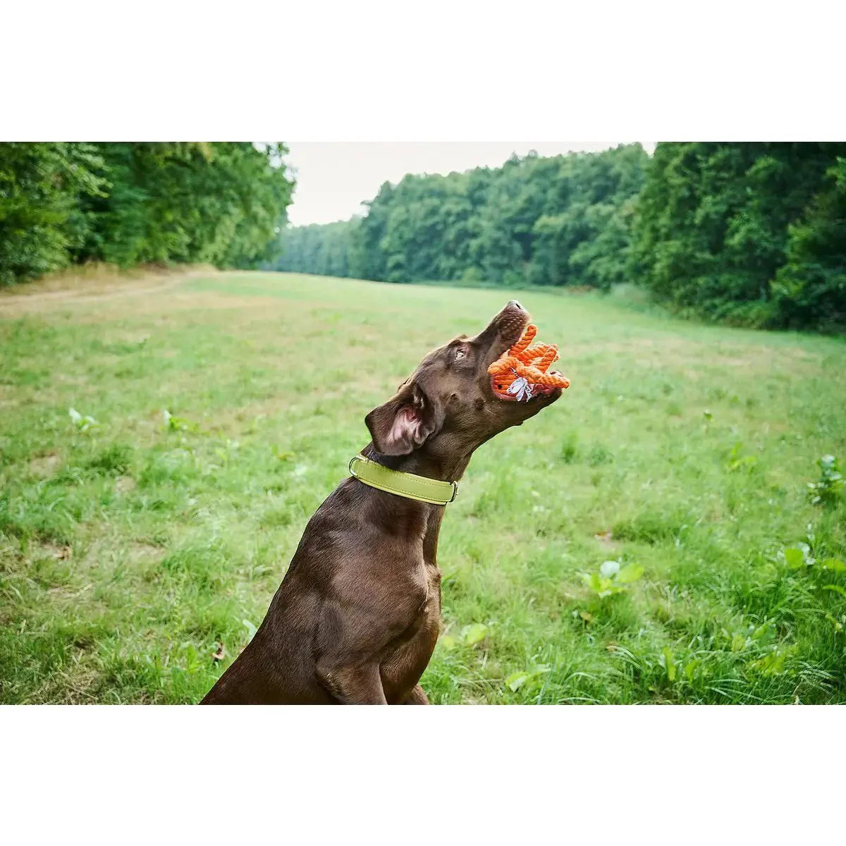 Little Ocean - Spielzeug-Set für Hunde