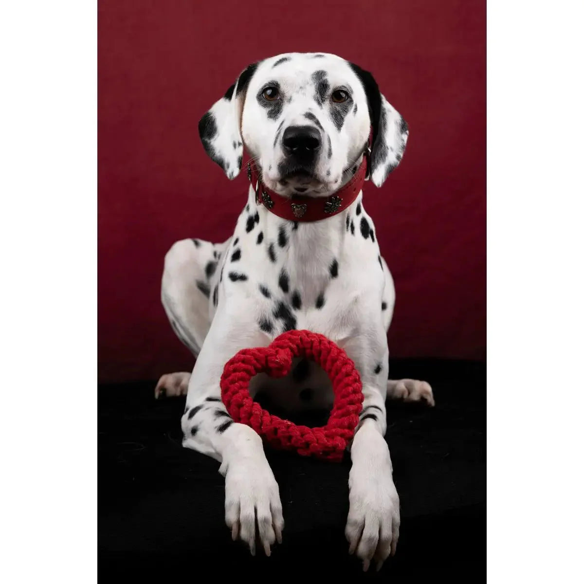 Madame LABONI - Spielzeug-Set für Hunde