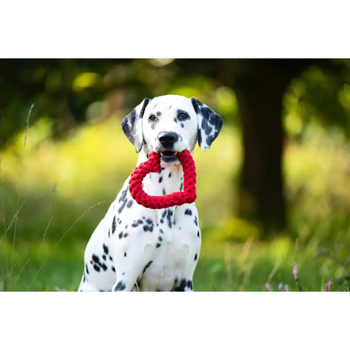 Madame LABONI - Spielzeug-Set für Hunde