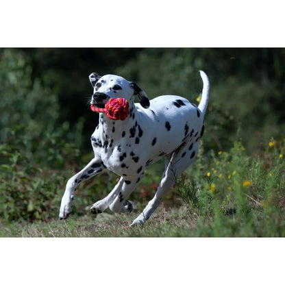 Maxi Schleuderball - Kult-Spielzeug für Hunde