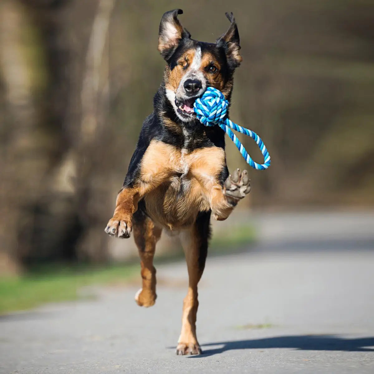 Maxi Schleuderball - Kult-Spielzeug für Hunde