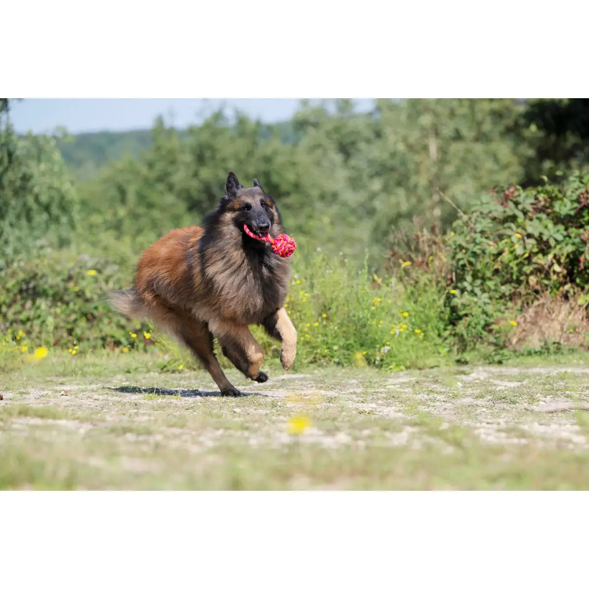 Maxi Schleuderball - Kult-Spielzeug für Hunde