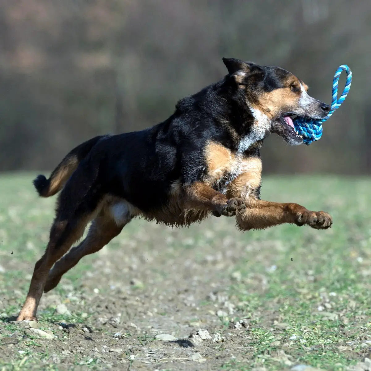 Maxi Schleuderball - Kult-Spielzeug für Hunde