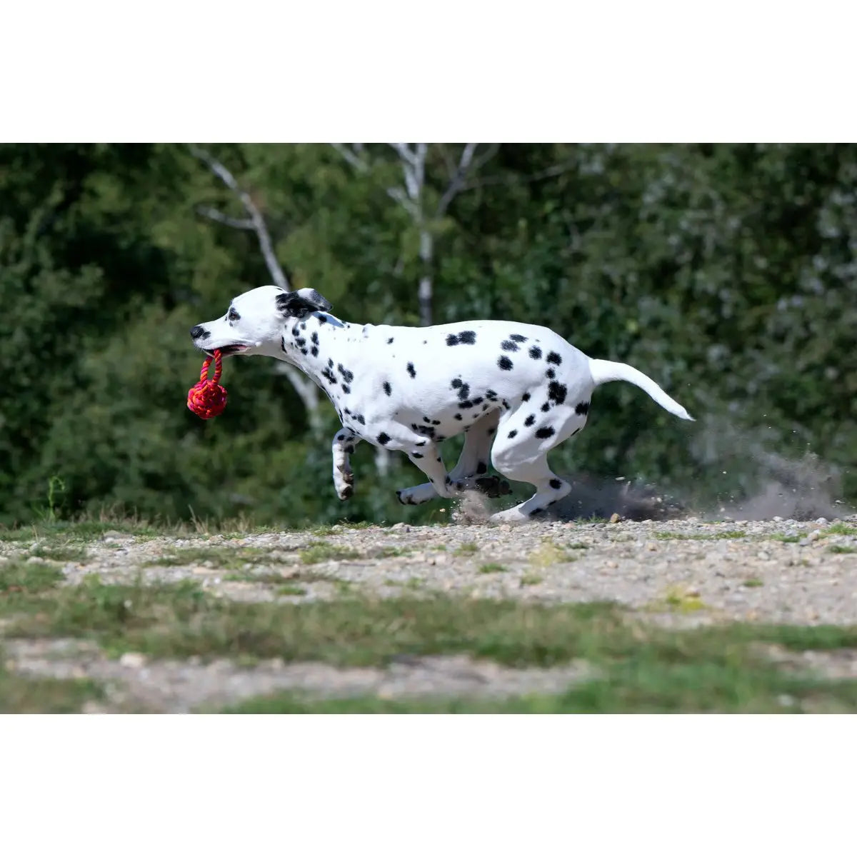 Maxi Schleuderball - Kult-Spielzeug für Hunde