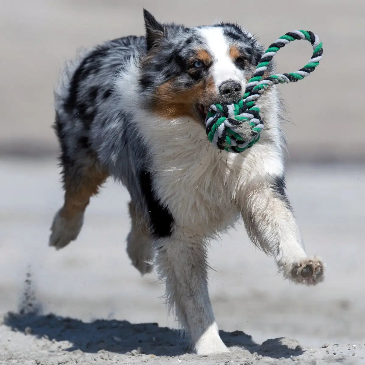Mega Schleuderball - Kult-Spielzeug für Hunde