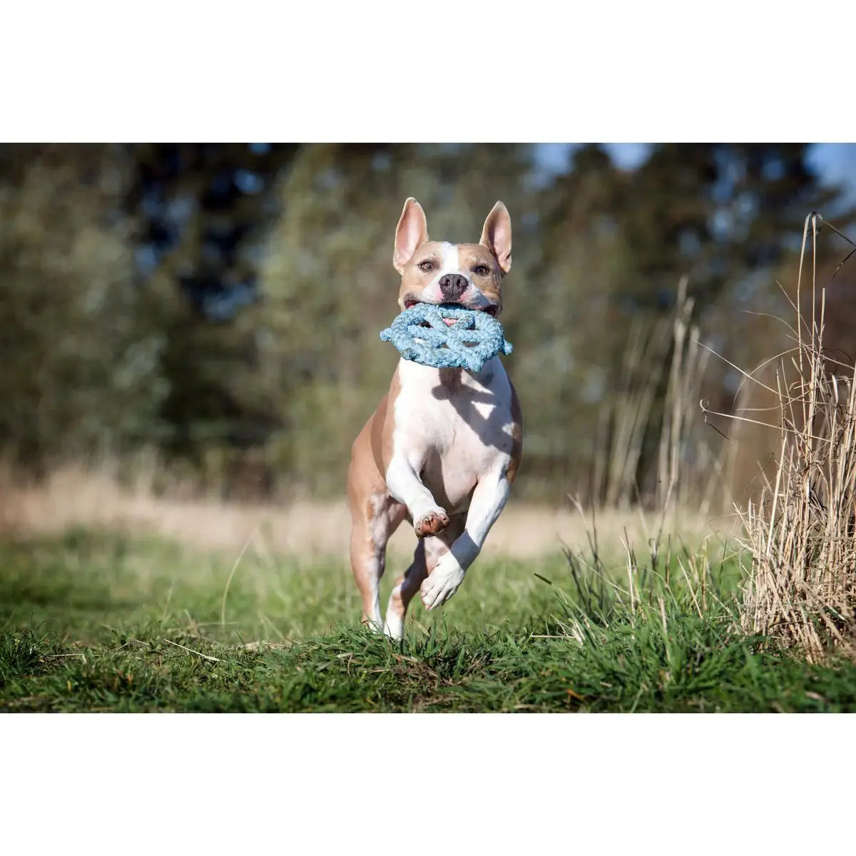 Monsieur LABONI - Spielzeug-Set für Hunde