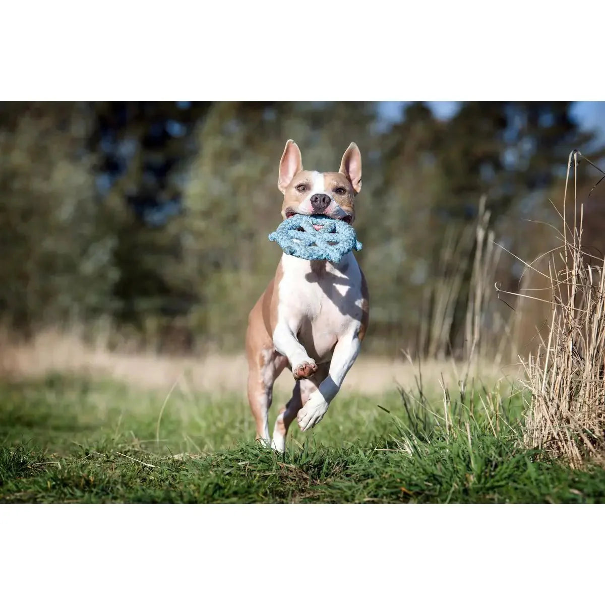 Monsieur LABONI - Spielzeug-Set für Hunde