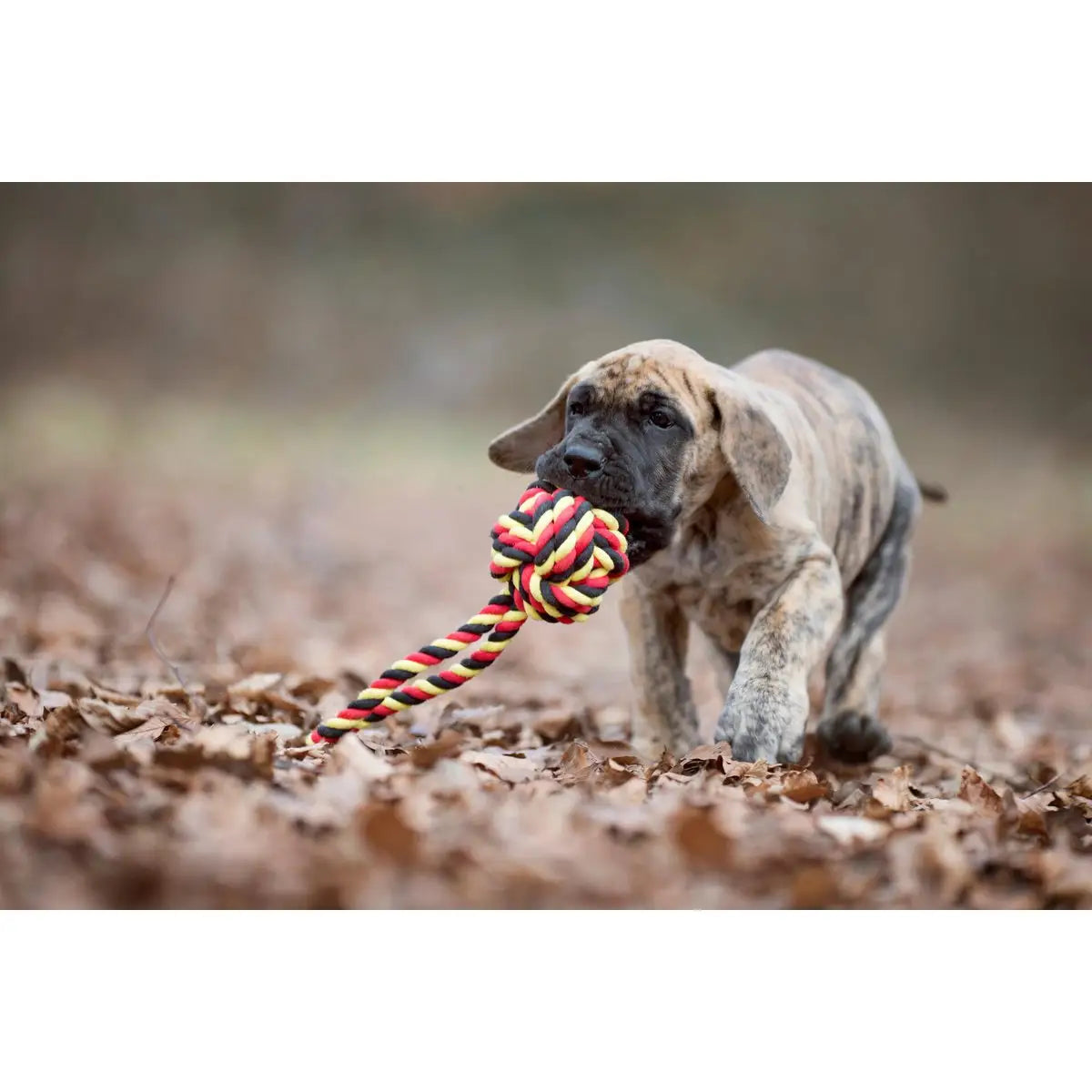 National Schleuderball - Kult-Spielzeug für Hunde