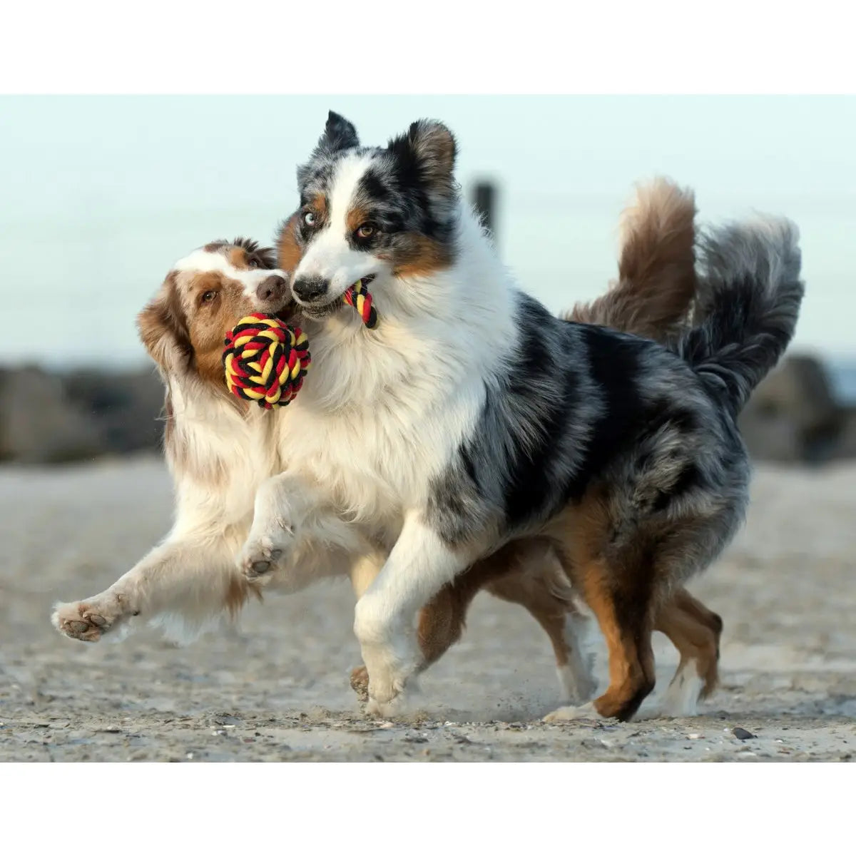 National Schleuderball - Kult-Spielzeug für Hunde