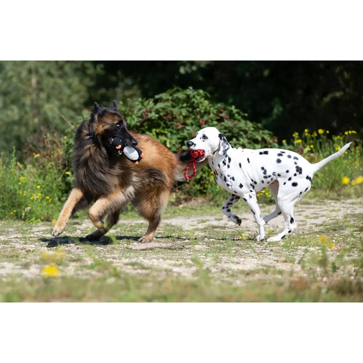 Poldi Pinguin - Kult-Spielzeug für Hunde