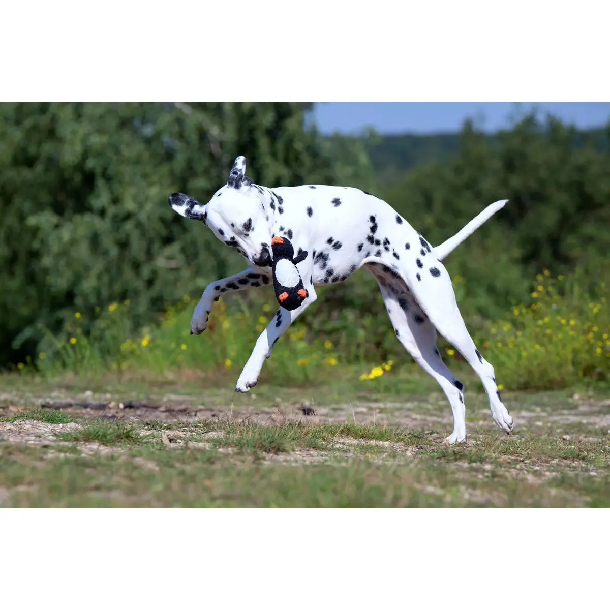 Poldi Pinguin - Kult-Spielzeug für Hunde