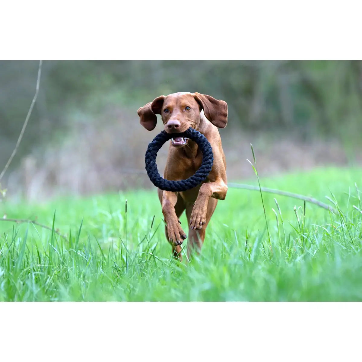 Ringo Ring - Kult-Spielzeug für Hunde