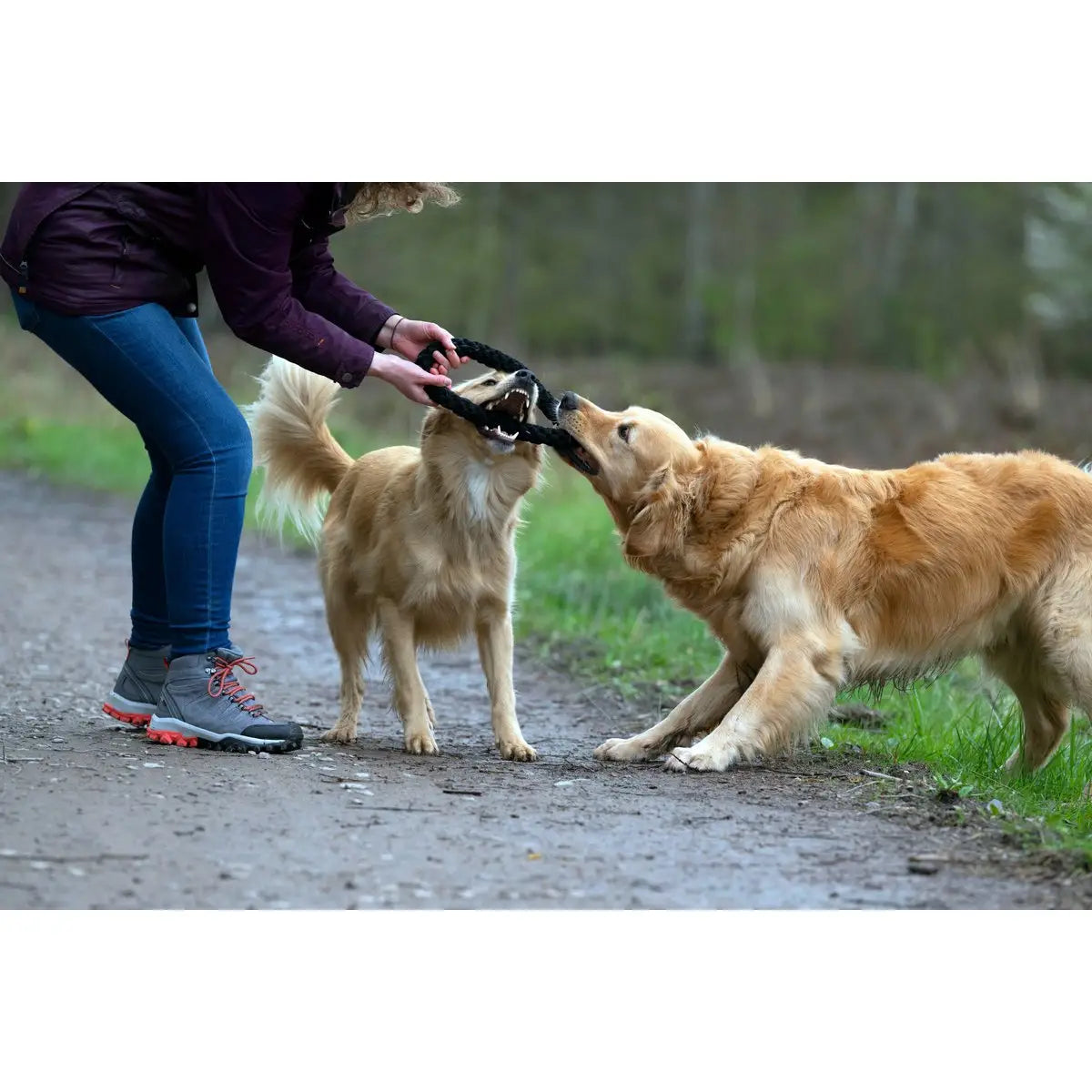 Ringo Ring - Kult-Spielzeug für Hunde