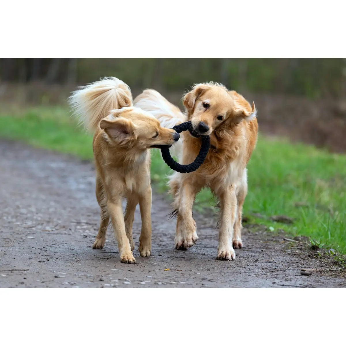 Ringo Ring - Kult-Spielzeug für Hunde