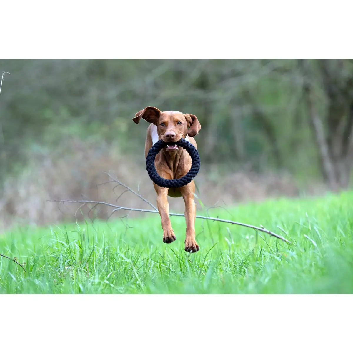 Ringo Ring - Kult-Spielzeug für Hunde