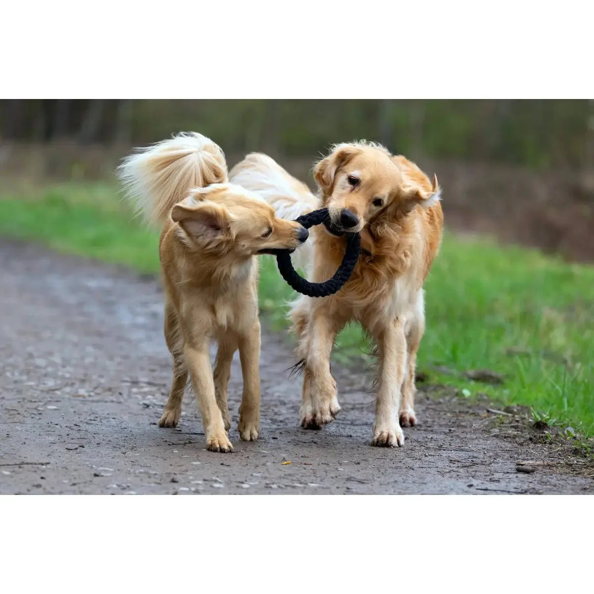 Ringo Ring - Kult-Spielzeug für Hunde