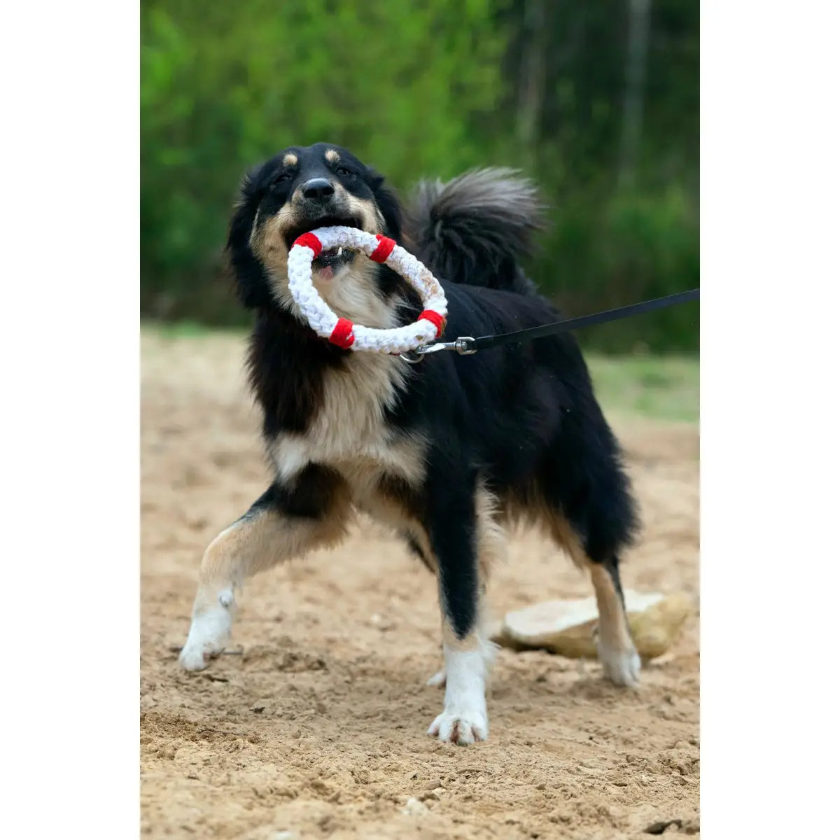Rita Rettungsring - Kult-Spielzeug für Hunde