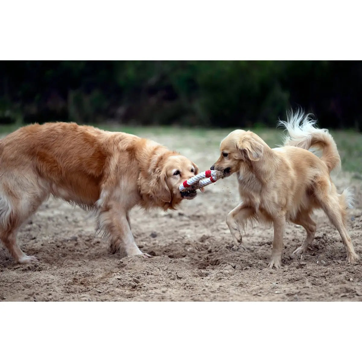 Rita Rettungsring - Kult-Spielzeug für Hunde