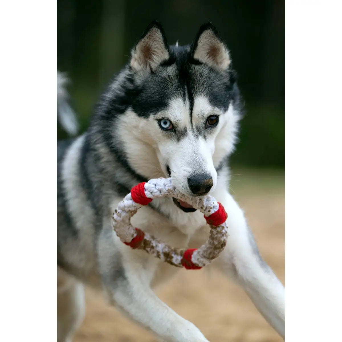 Rita Rettungsring - Kult-Spielzeug für Hunde