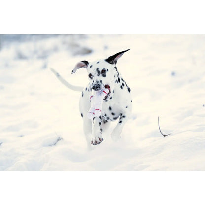Shawn der Schneemann - Kult-Spielzeug für Hunde