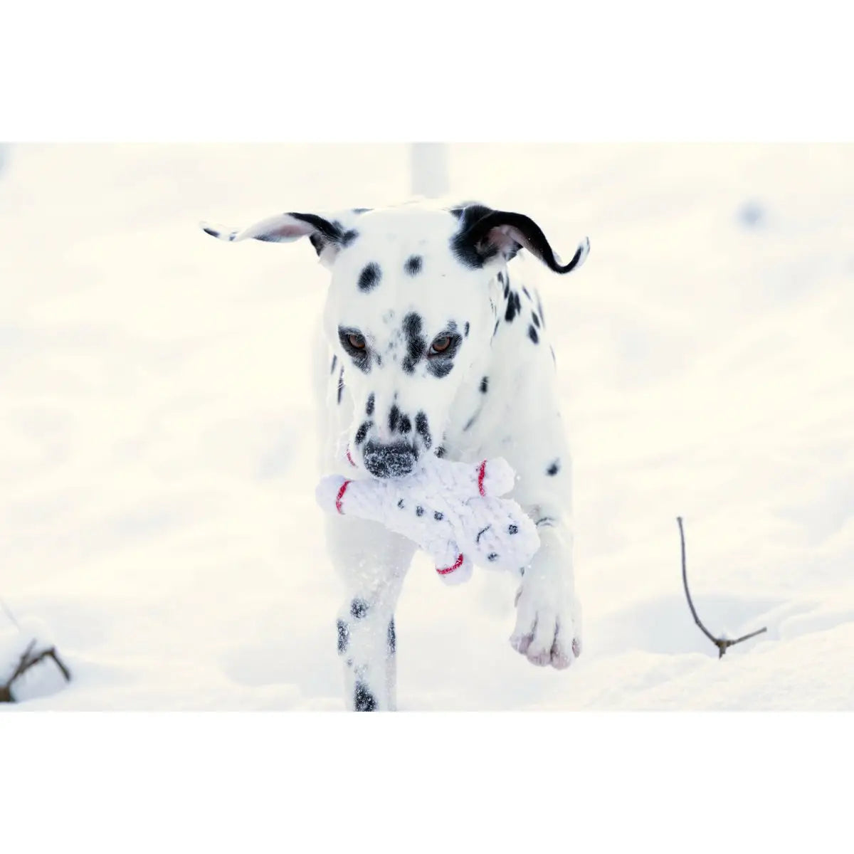 Shawn der Schneemann - Kult-Spielzeug für Hunde