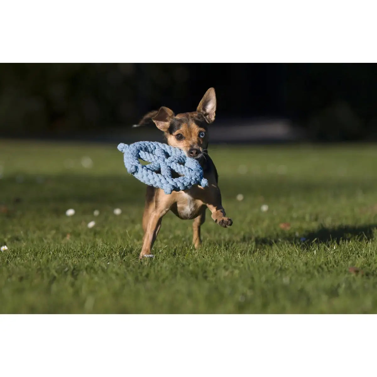 Skipper - Kult-Spielzeug für Hunde