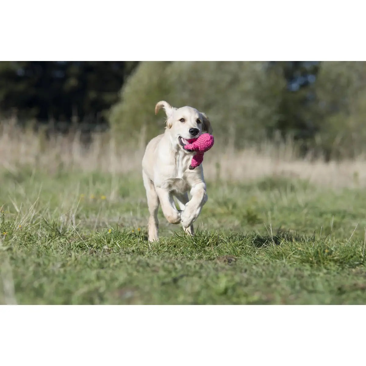 Summer Safari - Spielzeug-Set für Hunde