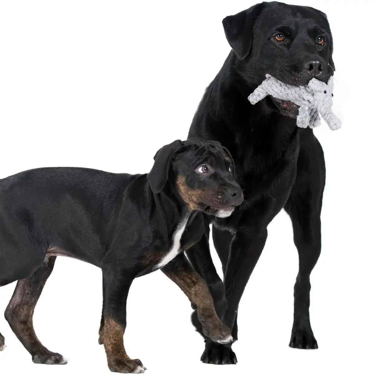 Summer Safari - Spielzeug-Set für Hunde