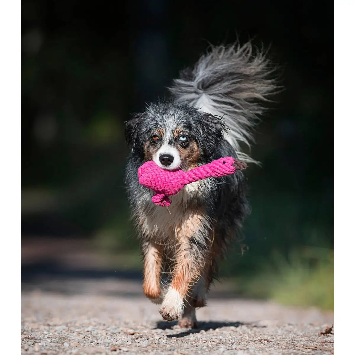 Summer Safari - Spielzeug-Set für Hunde