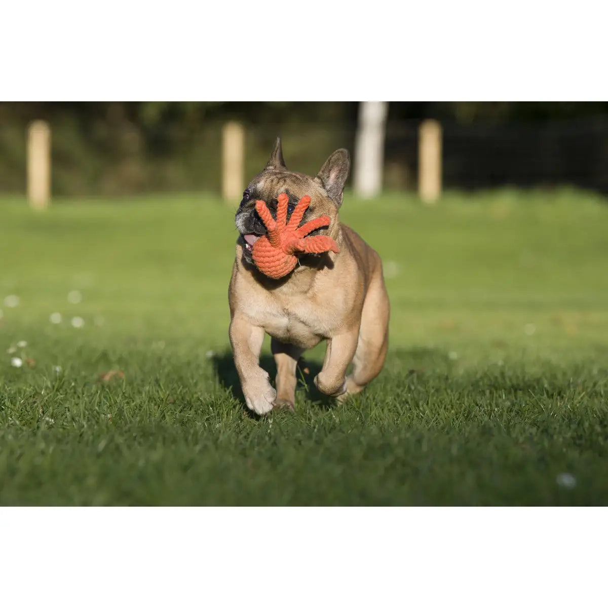 Thaddäus Tintenfisch - Kult-Spielzeug für Hunde