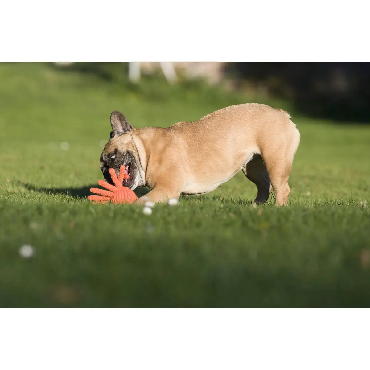 Thaddäus Tintenfisch - Kult-Spielzeug für Hunde
