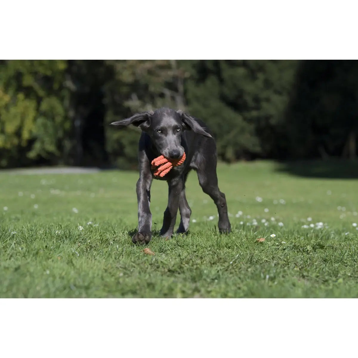 Thaddäus Tintenfisch - Kult-Spielzeug für Hunde