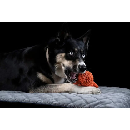 Thaddäus Tintenfisch - Kult-Spielzeug für Hunde