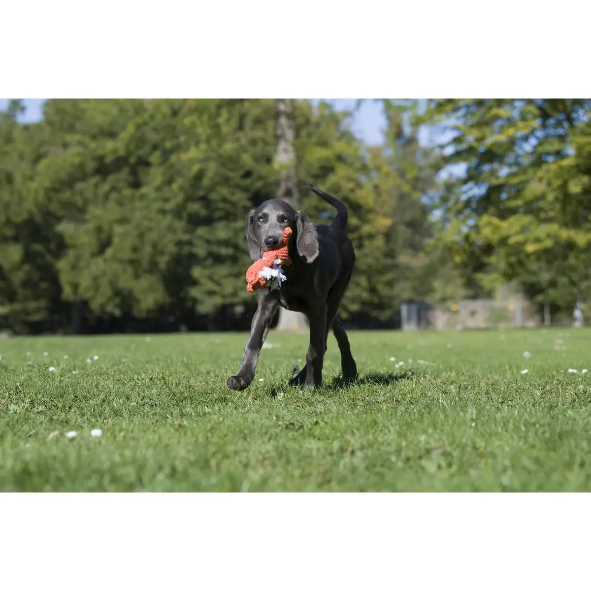 Timothy Tiger - Kult-Spielzeug für Hunde
