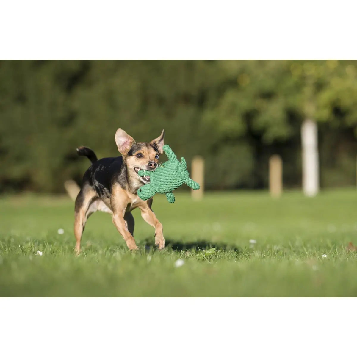 Tina Turtle - Kult-Spielzeug für Hunde