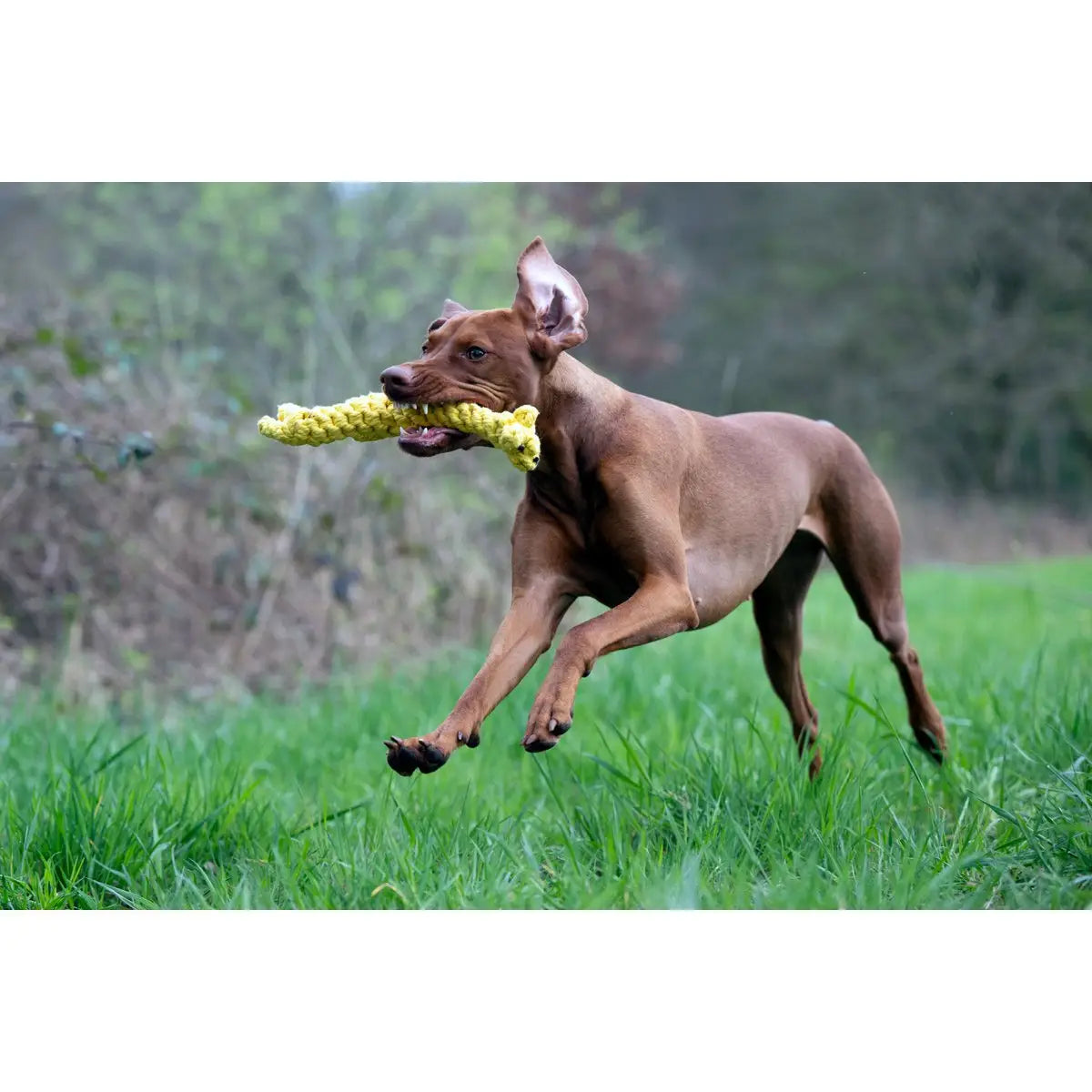 Wild Life - Spielzeug-Set für Hunde