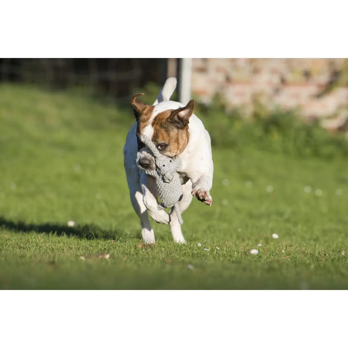 Wild Life - Spielzeug-Set für Hunde